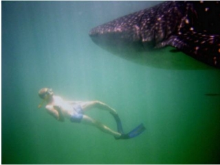  Squalo balena con boccaglio